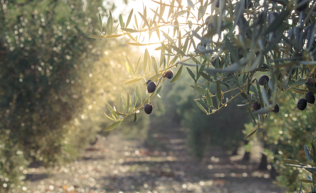 Olive Oil Extra Vergine